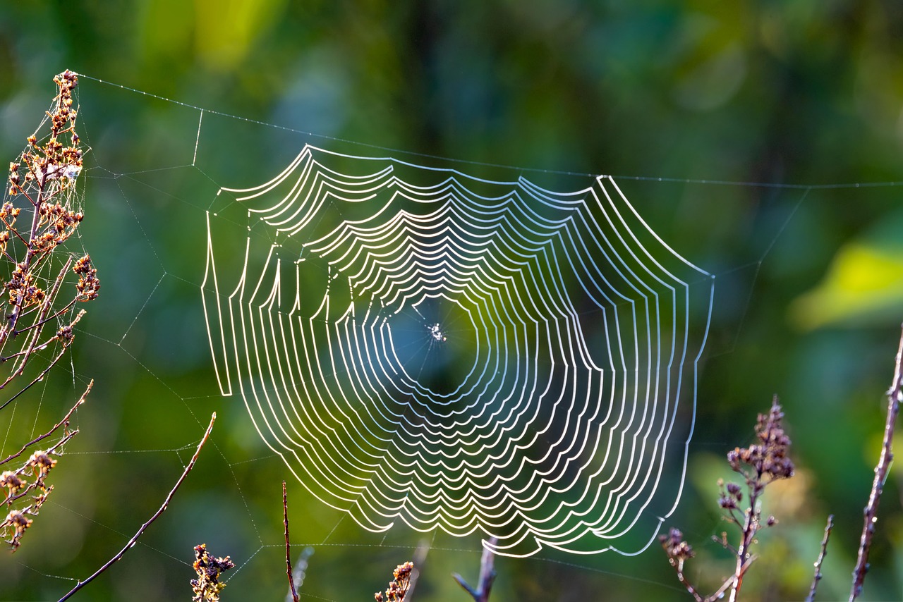 Spiderweb